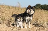 CHIEN FINNOIS DE LAPONIE 282